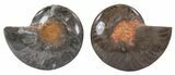 Split Black/Orange Ammonite Pair - Unusual Coloration #55595-1